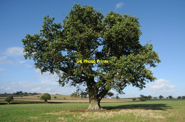 Photo 6"x4" Oak tree at Home Farm Tewkesbury c2011