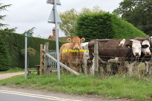Photo 6"x4" Watching me Wallingford c2011