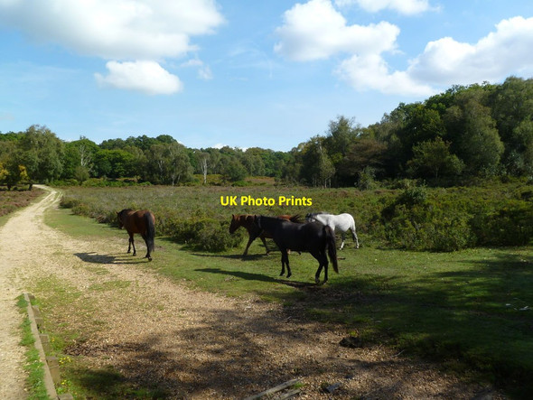 Photo 6"x4" Woodfidley, ponies Furzey Lodge c2011