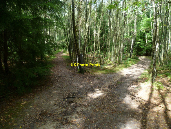 Photo 6"x4" Bridleway diverges in Winterfold Wood Peaslake c2011