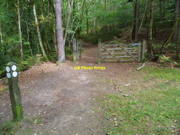 Photo 6"x4" Gate at bridleway junction in Winterfold Wood Peaslake c2011