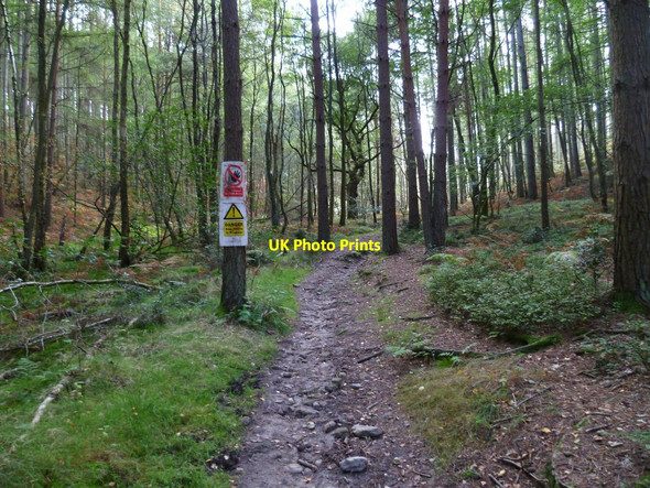 Photo 6"x4" Forestry notices in Winterfold Wood Farley Green\/TQ0645 c2011