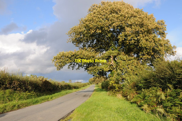 Photo 6"x4" Oak tree beside the road Loveston\/SN0808 c2011