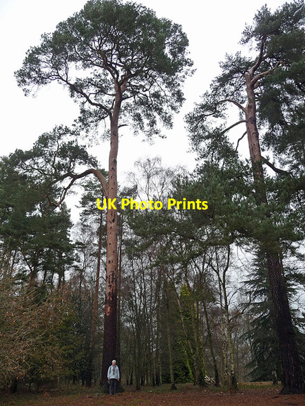 Photo 6"x4" Scots pines near Hascombe Thorncombe Street c2010