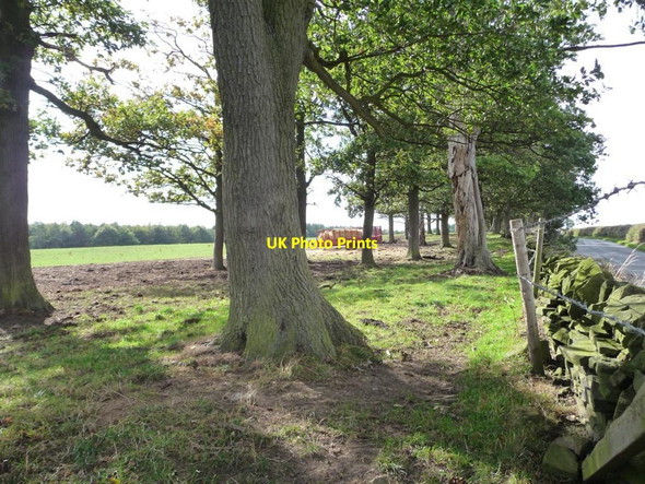 Photo 6"x4" Narrow woodland alongside Upper Field Lane High Hoyland c2011