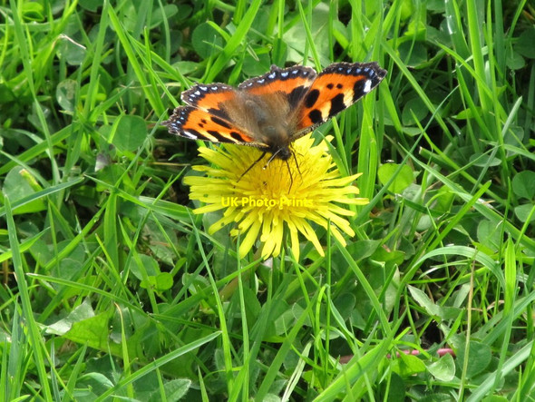 Photo 6"x4" Tortoiseshell Butterfly at Kilclief Ballyhornan c2011