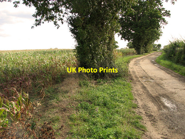 Photo 6"x4" A field of maize beside farm track, Weybread Upper Weybread c2011