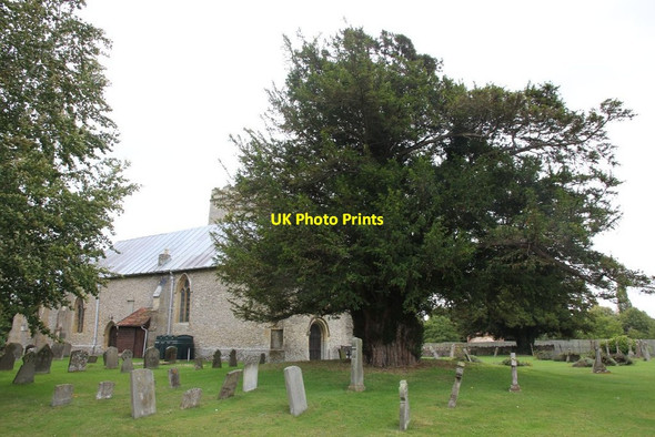 Photo 6"x4" Yew tree at St Michael and All Angels Steventon\/SU4691 c2011
