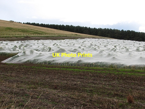Photo 6"x4" Brassica crop, Flodden Edge West Flodden c2011