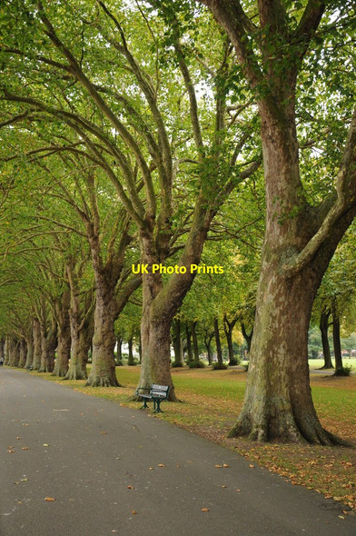 Photo 6"x4" London plane trees, Wandsworth Park Fulham c2011