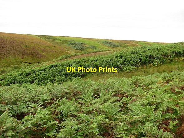 Photo 6"x4" Bracken covered hillside Addinston c2011