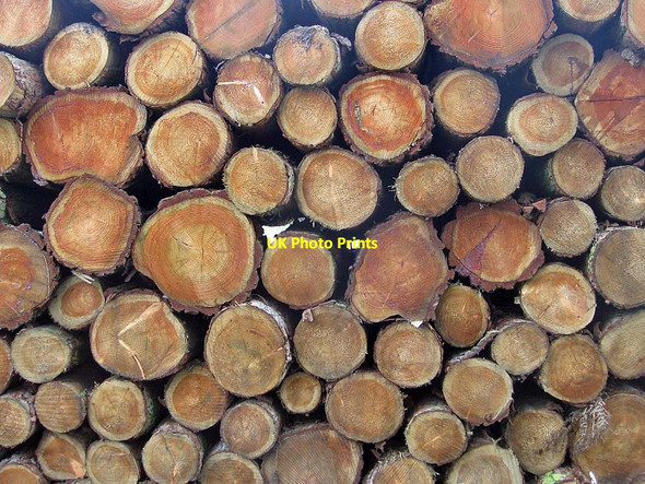 Photo 6"x4" Felled timber Welburn\/SE7267 c2011