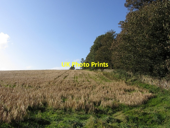 Photo 6"x4" Barley, Manuelhaugh Whitecross\/NS9676 c2011