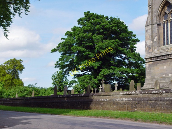 Photo 6"x4" A sycamore in the churchyard South Dalton c2008