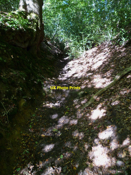 Photo 6"x4" Track through Blackheath Norley Common c2011