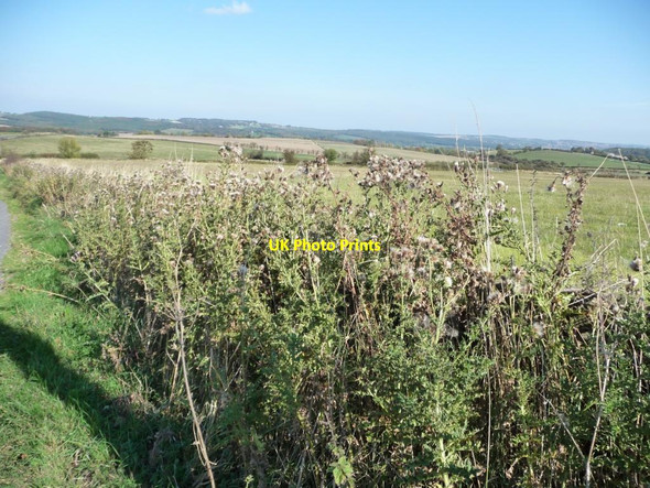 Photo 6"x4" Thistles along Renald Lane Penistone c2011