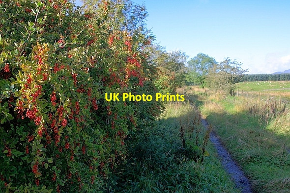 Photo 6"x4" Track near Brownhow Hill Beckces c2011