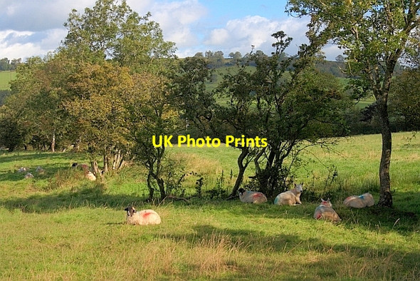 Photo 6"x4" Hedgerow near Greaves Dacre\/NY4526 c2011