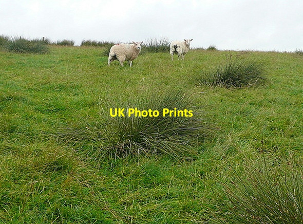 Photo 6"x4" Sheep on Wheeldale Moor Hazel Head\/SE8099 c2011