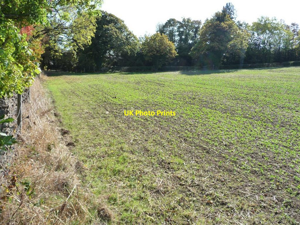Photo 6"x4" Eastern edge of greening field Raw Green c2011