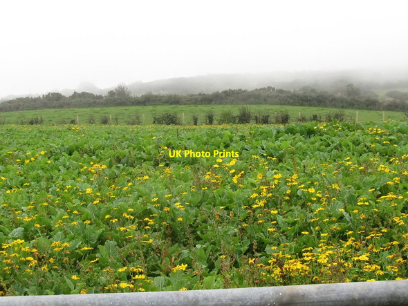 Photo 6"x4" Fodder crop alongside the Corbally Road Downpatrick c2011