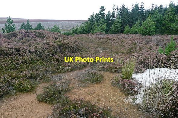 Photo 6"x4" Track to Wheeldale Plantation Blue Man-i'-th'-Moss (Standing Stone) c2011