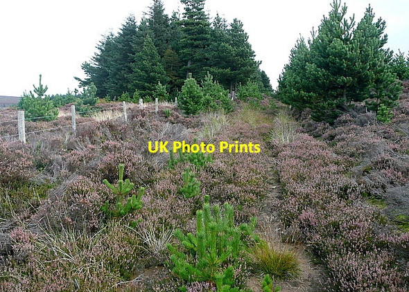 Photo 6"x4" Alongside Wheeldale Plantation Blue Man-i'-th'-Moss (Standing Stone) c2011