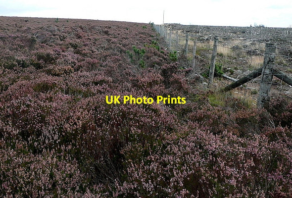 Photo 6"x4" Corner of Wheeldale Plantation North York Moors National Park c2011