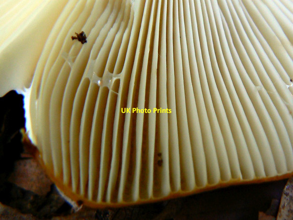 Photo 6"x4" Underside, fungus, off Grand Avenue, Savernake Forest Durley\/SU2364 c2011