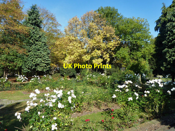 Photo 6"x4" Rose garden, Brenchley Gardens Honor Oak c2011
