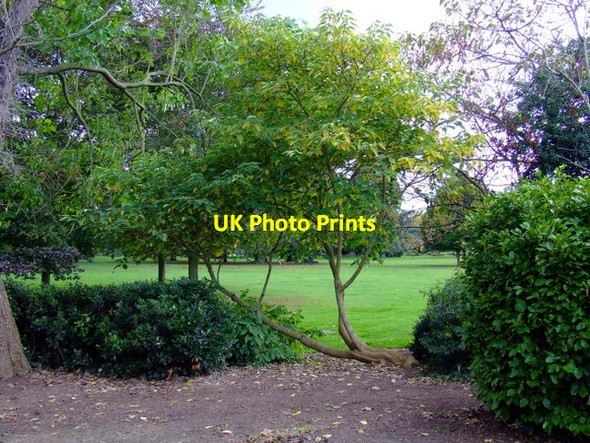 Photo 6"x4" Tree in Gunnersbury Park Acton\/TQ2080 c2011