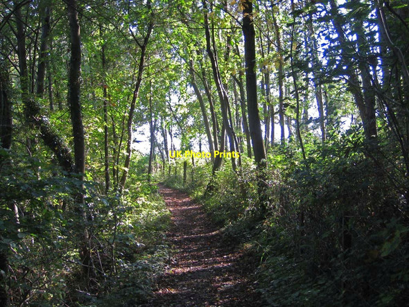 Photo 6"x4" Footpath through Bishop Hagg Wood Appleton-le-Moors c2011