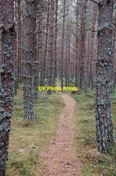 Photo 6"x4" Path through the trees, Glen Feshie Carnachuin c2011
