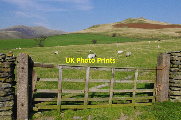 Photo 6"x4" Grazing below the Howgills Sedbergh c2011