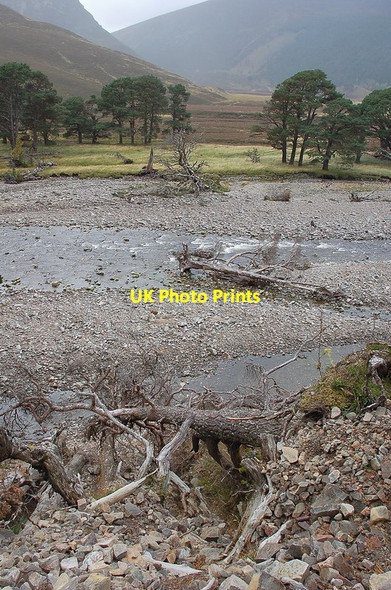 Photo 6"x4" Fallen pines on the banks of the Feshie Carnachuin c2011