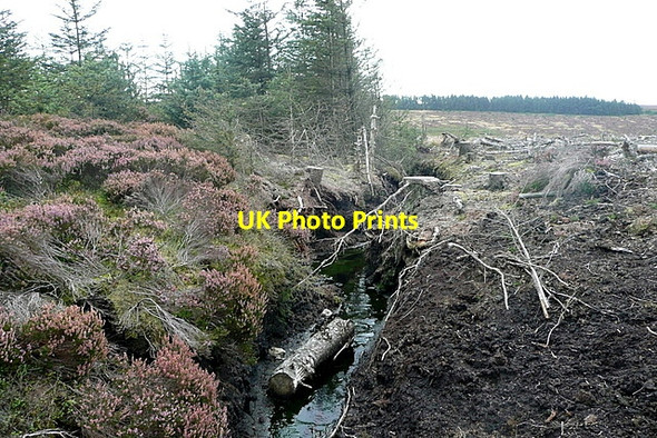 Photo 6"x4" Wheeldale Plantation Blue Man-i'-th'-Moss (Standing Stone) c2011
