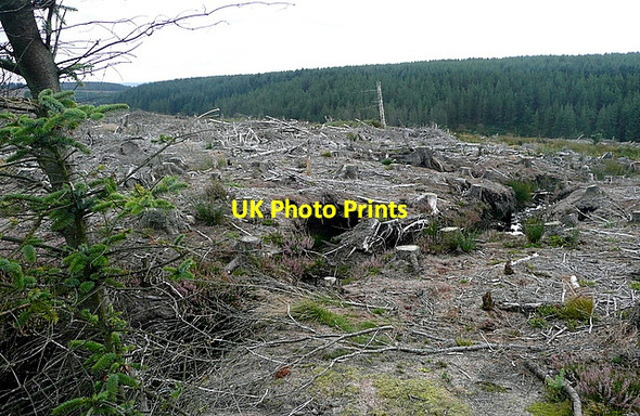 Photo 6"x4" Wheeldale Plantation Blue Man-i'-th'-Moss (Standing Stone) c2011