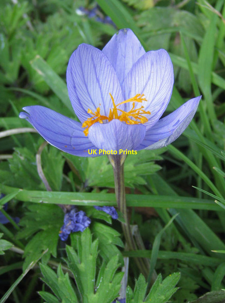 Photo 6"x4" Autumn crocus, Sinnington Sinnington c2011