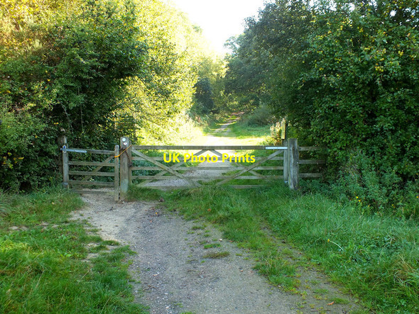 Photo 6"x4" Entering Duncliffe Wood Stour Row c2011