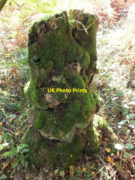 Photo 6"x4" Old tree stump Stour Row c2011
