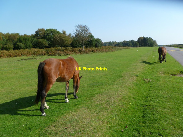 Photo 6"x4" Holmsley Walk, ponies Thorney Hill\/SZ2099 c2011