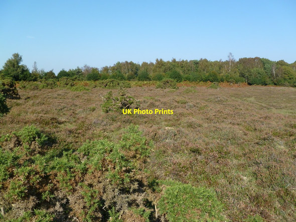 Photo 6"x4" Holmsley Walk, heathland Thorney Hill\/SZ2099 c2011