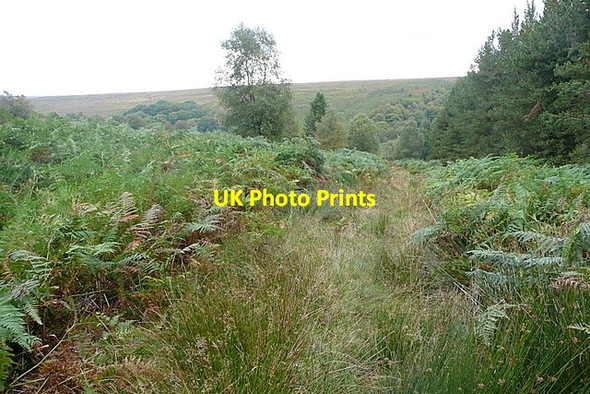 Photo 6"x4" Alongside Wheeldale Plantation Collier Gill c2011 P1