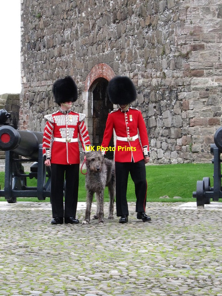 Photo 6"x4" Conmael and his minders at Carrickfergus Castle Carrickfergus c2011