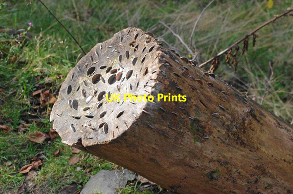 Photo 6"x4" Money tree, Rough Sides Ambleside c2011