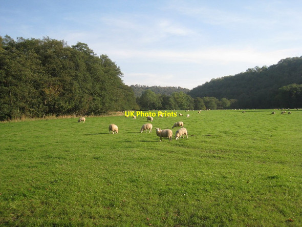 Photo 6"x4" Sheep by the River Rye Rievaulx c2011