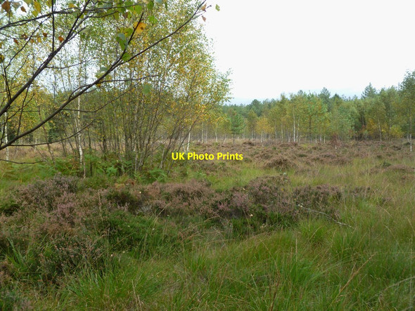 Photo 6"x4" Sandford, heathland Sandford\/SU1601 c2011