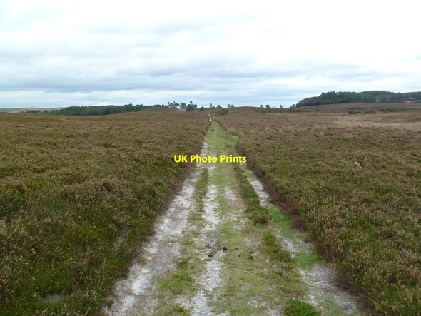Photo 6"x4" Bisterne Common, track Sandford\/SU1601 c2011