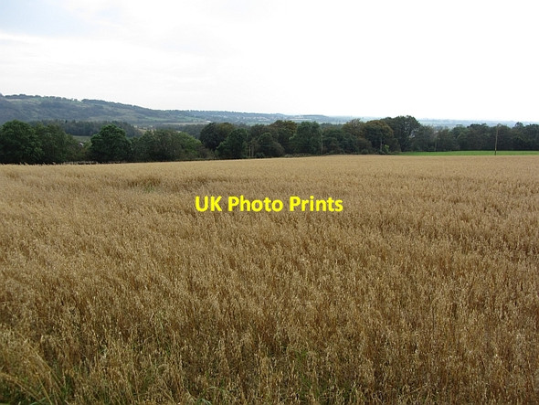 Photo 6"x4" Oats, Balcastle Road Kilsyth c2011