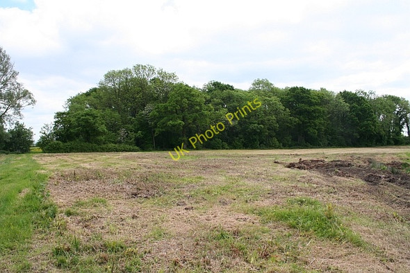 Photo 6"x4" Copse near Birts Street Birts Street c2008